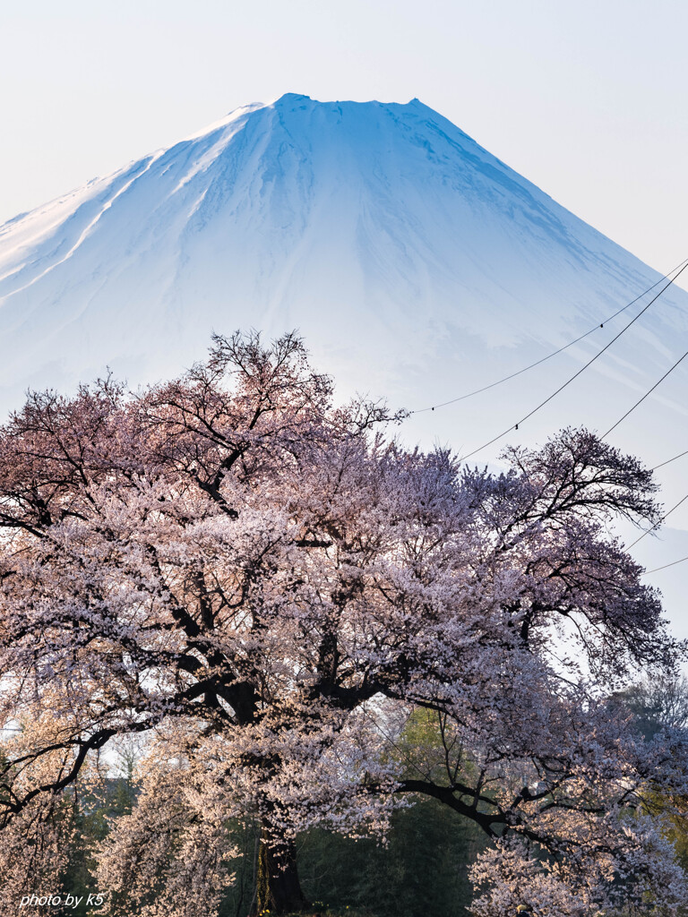 わに塚の桜2