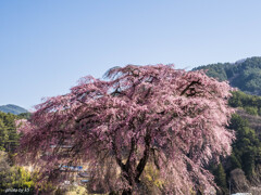 中沢の枝垂れ桜