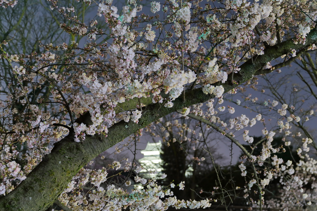 桜と白い松本城
