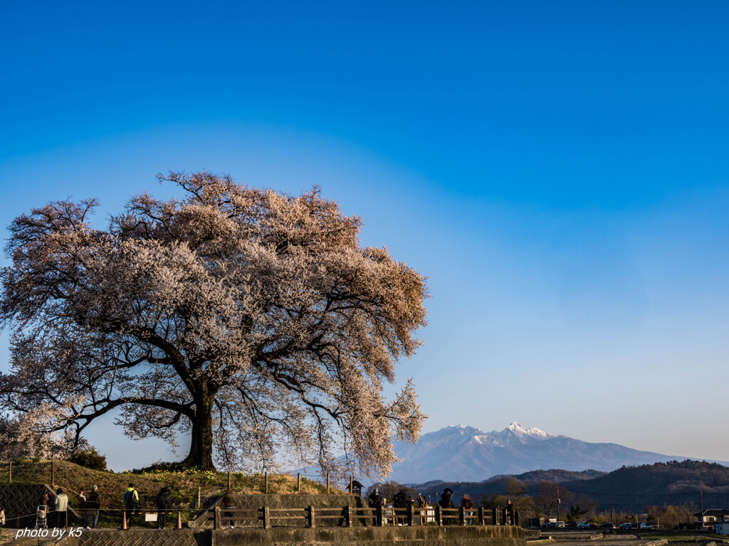 わに塚の桜3