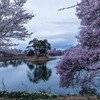 六道の堤の桜