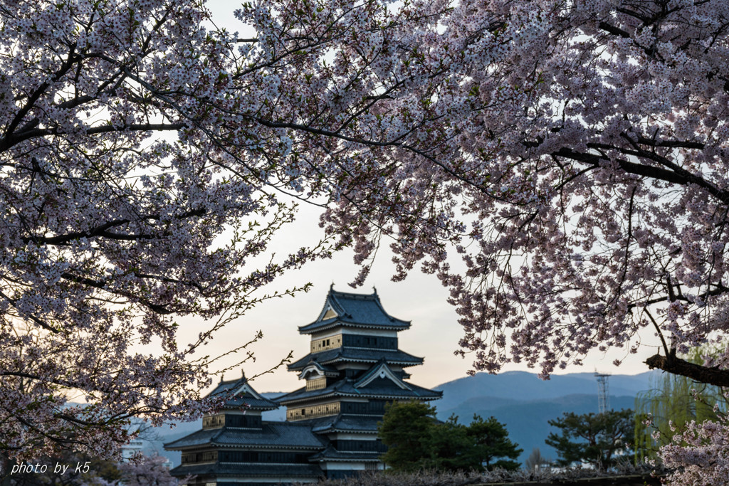 松本城と桜5