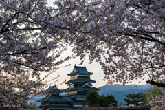 松本城と桜5