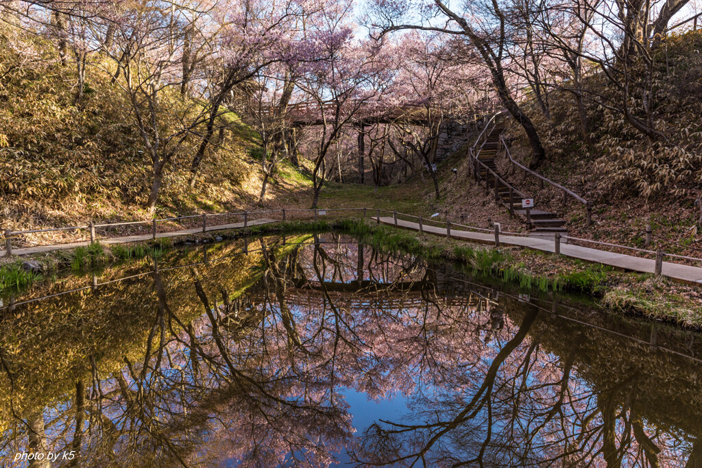 高遠城址公園の桜