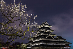 松本城の梅2