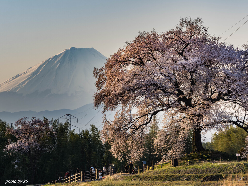 わに塚の桜