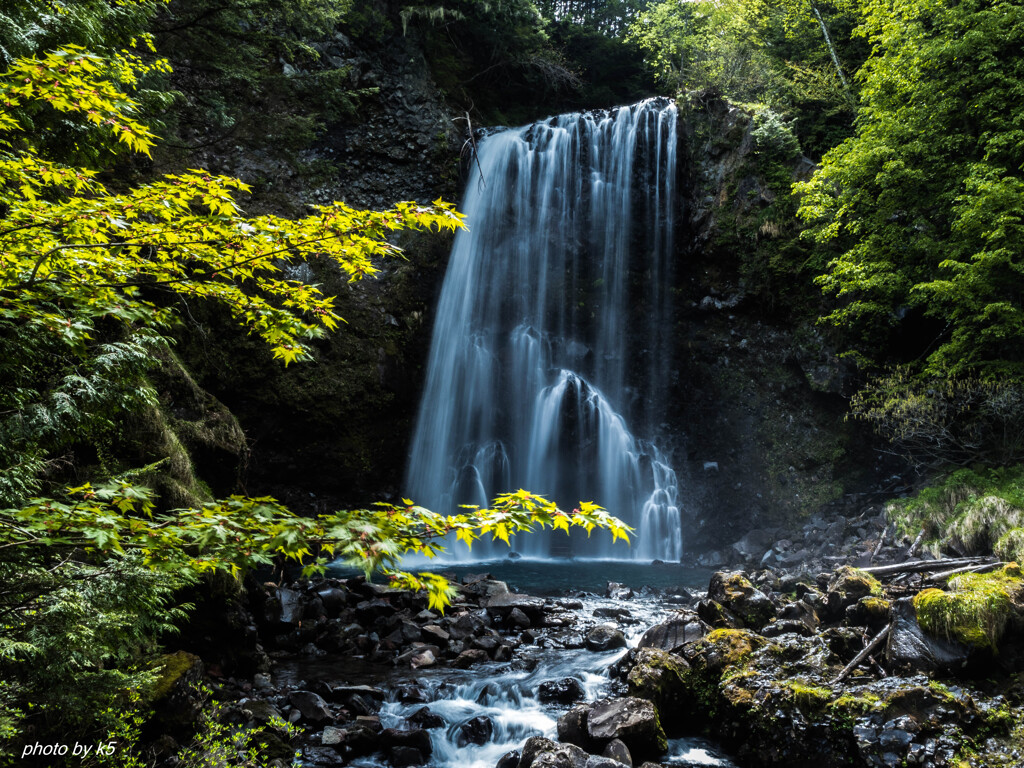 新緑の善五郎の滝