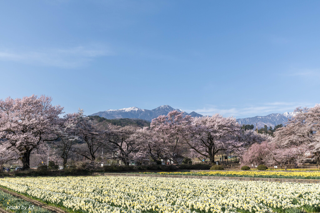 実相寺の桜