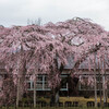 杵原学校の桜