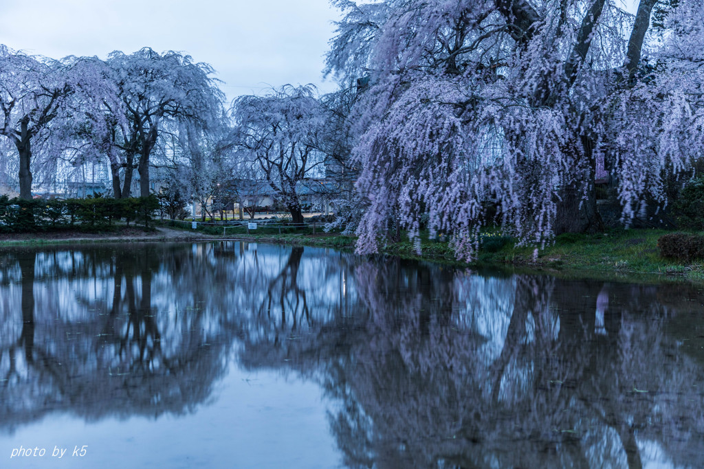 安養寺の桜2
