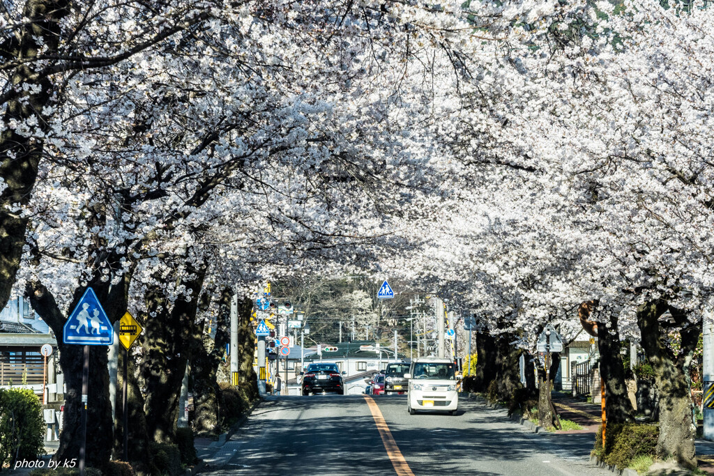 桜のトンネル