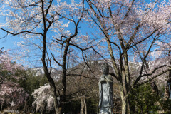 貞麟寺の桜