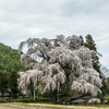 北小倉の枝垂れ桜