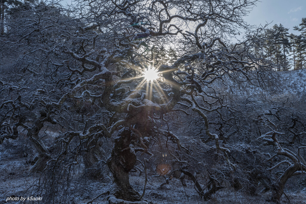冬のしだれ栗に朝陽