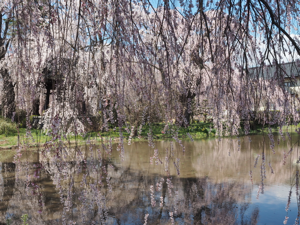 桜のすだれ