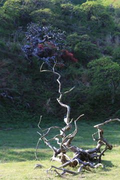 芽吹き