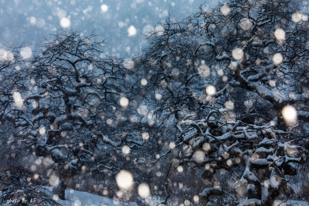 雪のしだれ栗