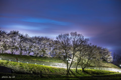 夜桜