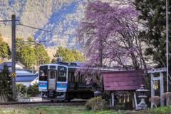 ローカル線と枝垂れ桜