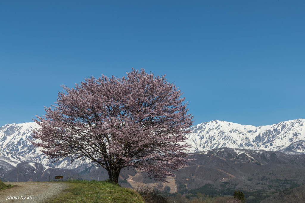 野平の一本桜