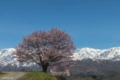 野平の一本桜