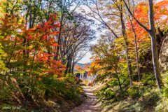 小諸城址懐古園の紅葉1