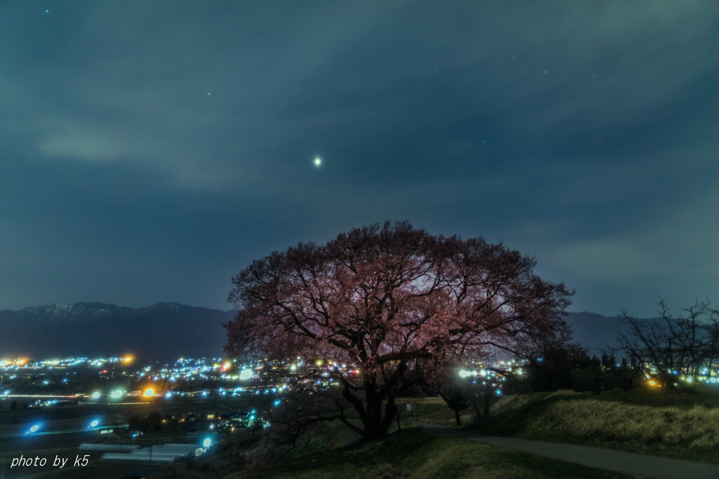 上の平の一本桜の夜景