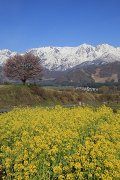 野平の一本桜2