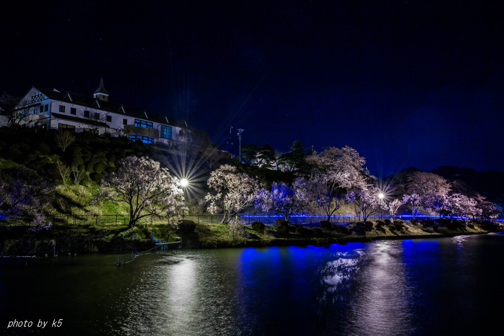 夜桜　