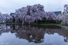 安養寺の桜3