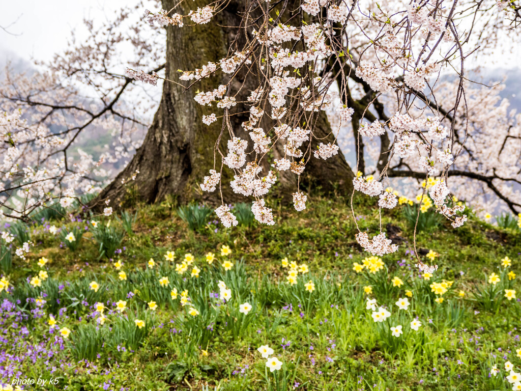 水仙と満開の桜