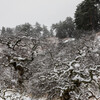 雪のしだれ栗