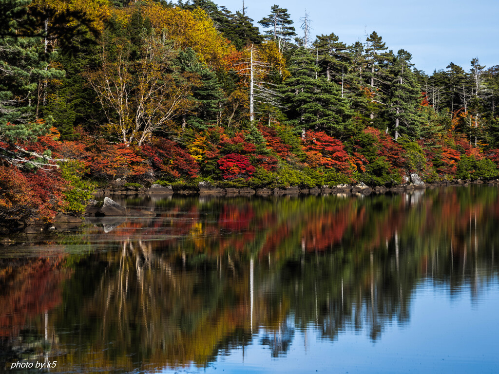 白駒池の紅葉