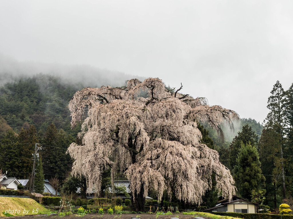 北小倉のしだれ桜