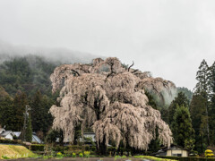 北小倉のしだれ桜