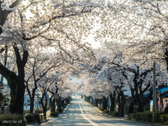 桜のトンネル