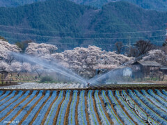 満開の桜と潅水