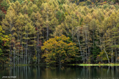 御射鹿池の紅葉