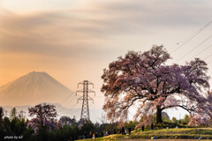 わに塚の桜
