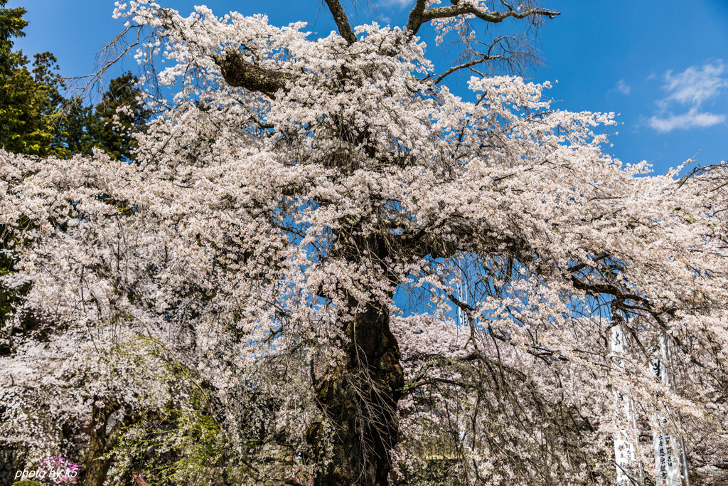 瑠璃寺の桜