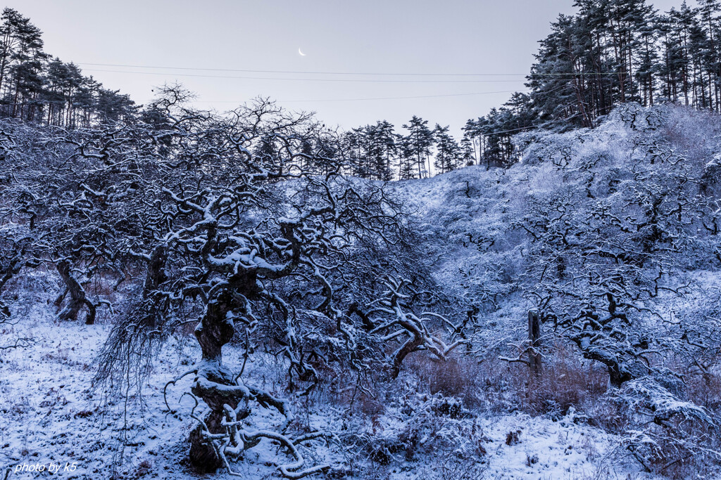 雪のしだれ栗