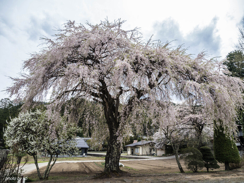 光輪寺の桜