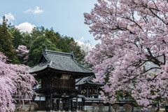 蔵澤寺の満開の桜