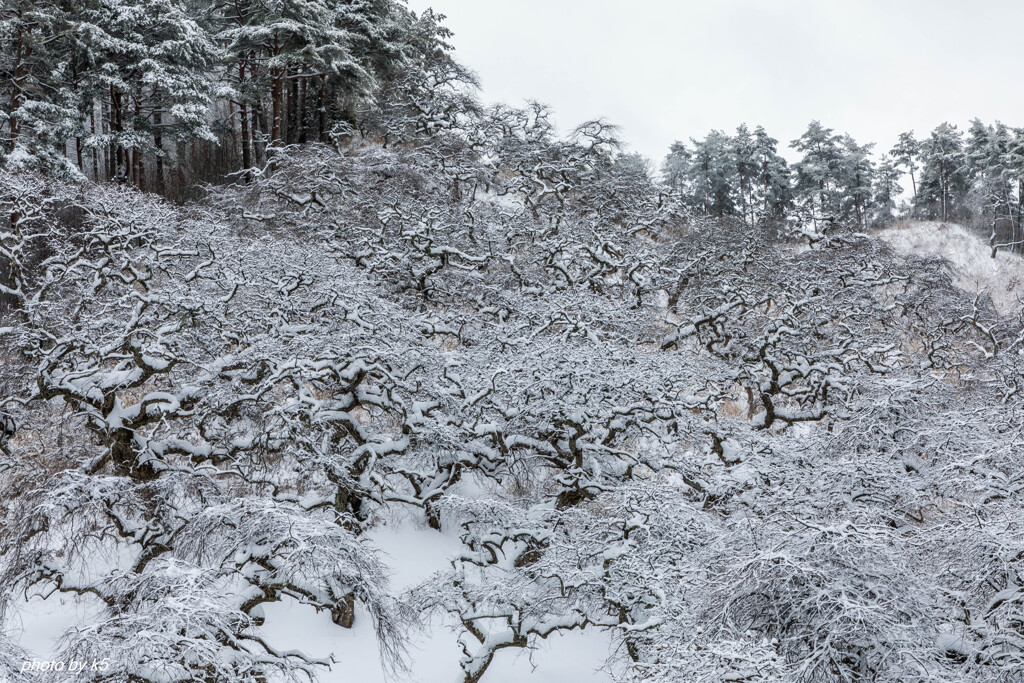 しだれ栗森林公園雪景色