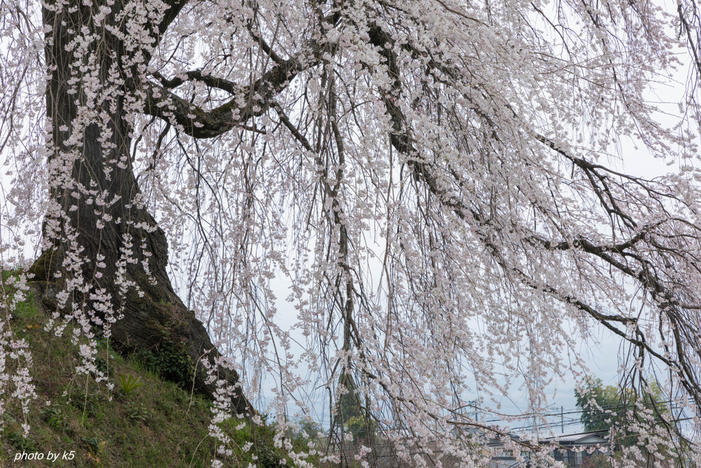 麻績の里石塚桜