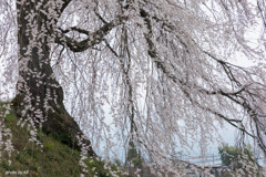 麻績の里石塚桜