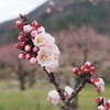 あんず三分咲き