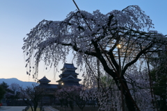 夜明けの松本城と桜