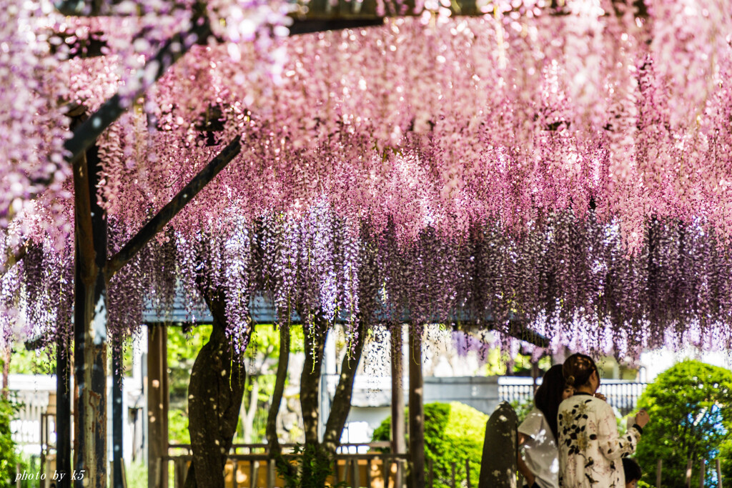 藤の花