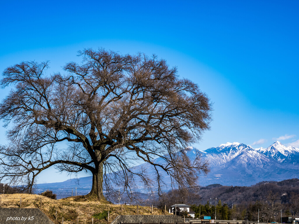 冬のわに塚の桜